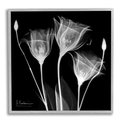 "Contemporary Tulip X-Ray", photographie sur bois encadrée