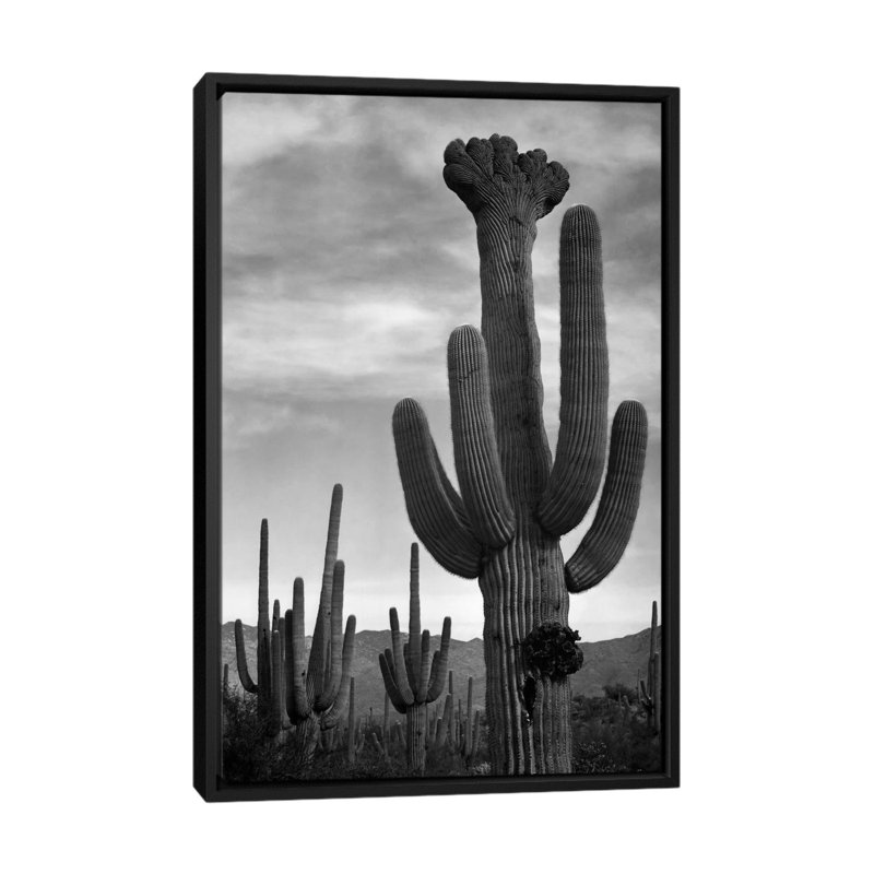 Saguaros, Saguaro National Monument par - impression, Toile avec cadre noir, Pas de tapis, H 60 po x l 40 po x P 1,5 po