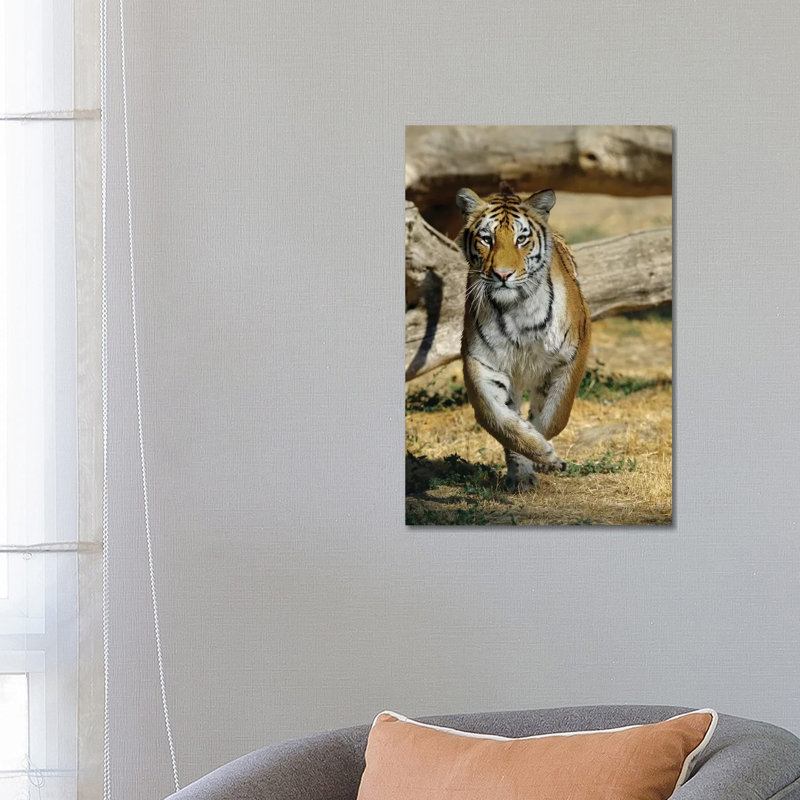 Tiger IV by Goran Anastasovski - Wrapped Canvas Print, 66.04 cm H x 45.72 cm W x 1.91 cm D