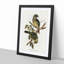 Cat Birds by Elizabeth Gould - Picture Frame Graphic Art Print-55513646-55513649