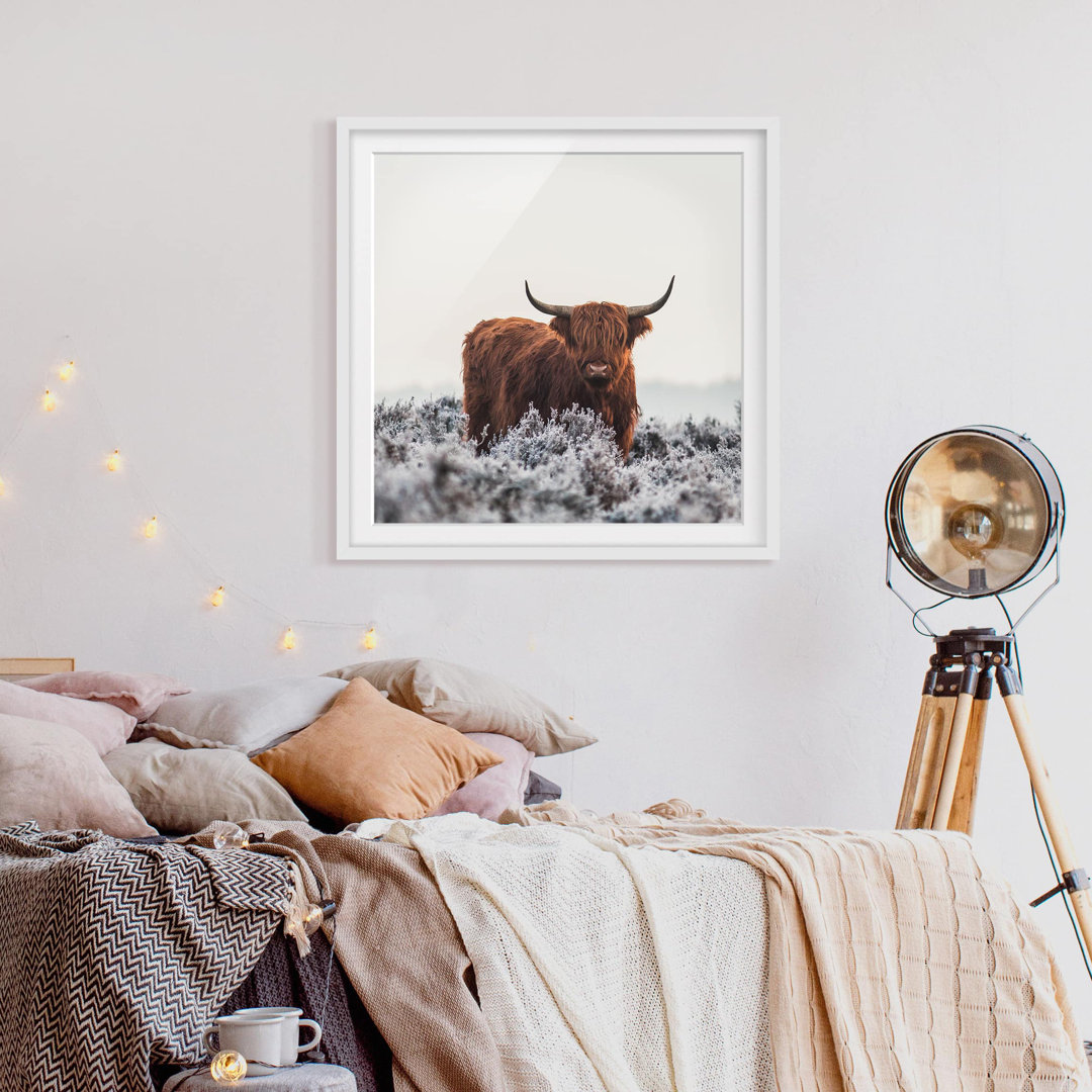 Gerahmter Fotodruck Bison in den Highlands