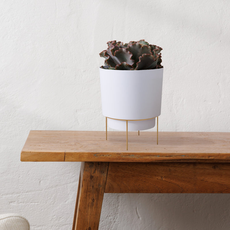 Pot à fleurs en résine Ebern, Blanc Casper / or, H 7,5 po x l 6 po x P 6 po