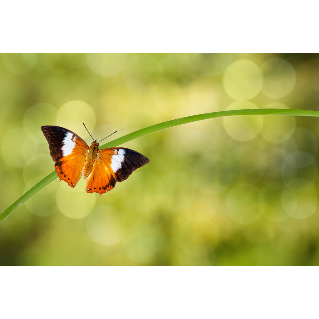 Schmetterling auf einem Zweig von Mathisa_s - Foto ohne Rahmen auf Leinwand