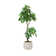 Artificial Money Tree In A Shell Designed Fiberstone Planter