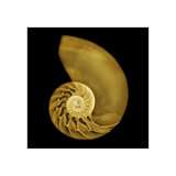 Nautilus On Black Print by Harold Davis