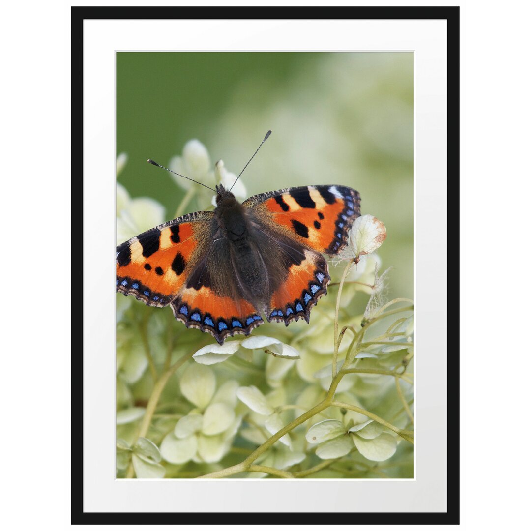 Gerahmtes Poster Schmetterling auf weißen Blüten