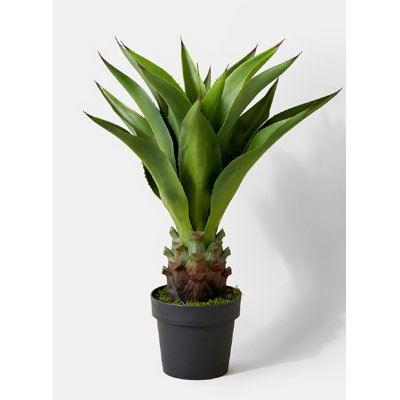 Plante agave en pot