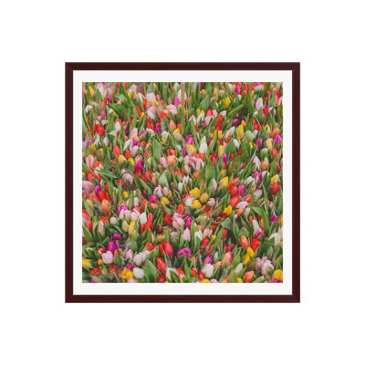 Rainbow Tulips by Hello Twiggs