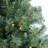 Lighted Christmas Tree