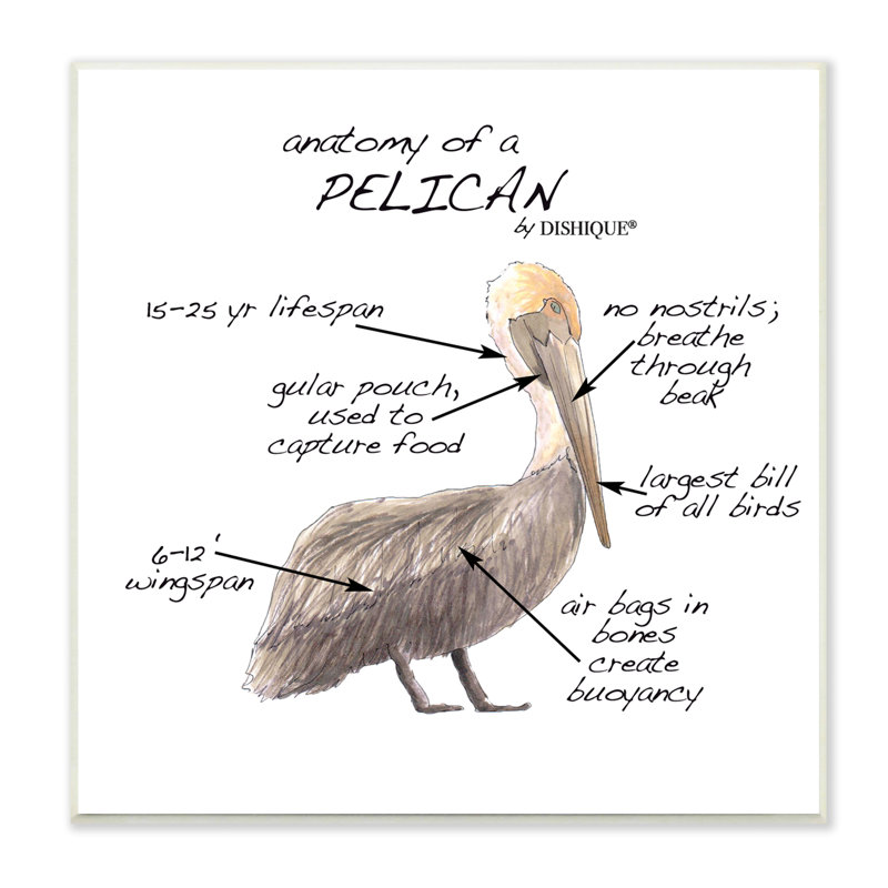 Pélican, oiseau de mer