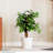 90cm Ficus Tree in Pot