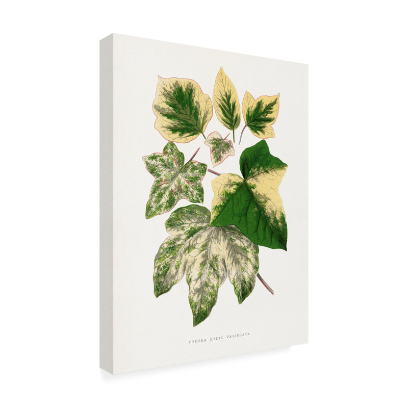 Art sur toile Les Plantes, H 24 po x l 18 po