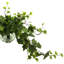 Jenner Faux Ivy Plant in Glass Vase