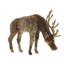 Forest Stag Grazing