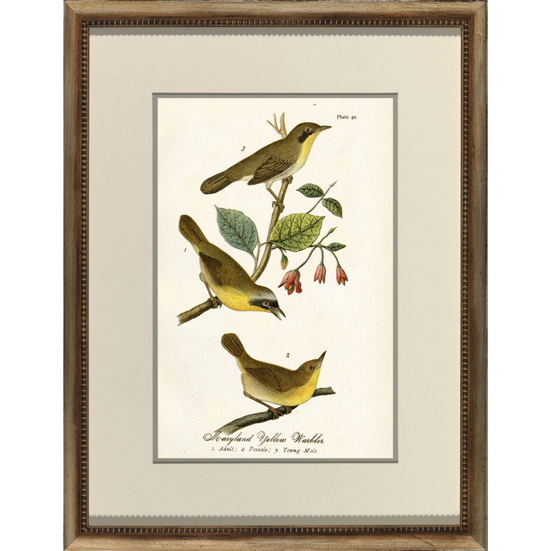 Maryland Yellow Warbler Print