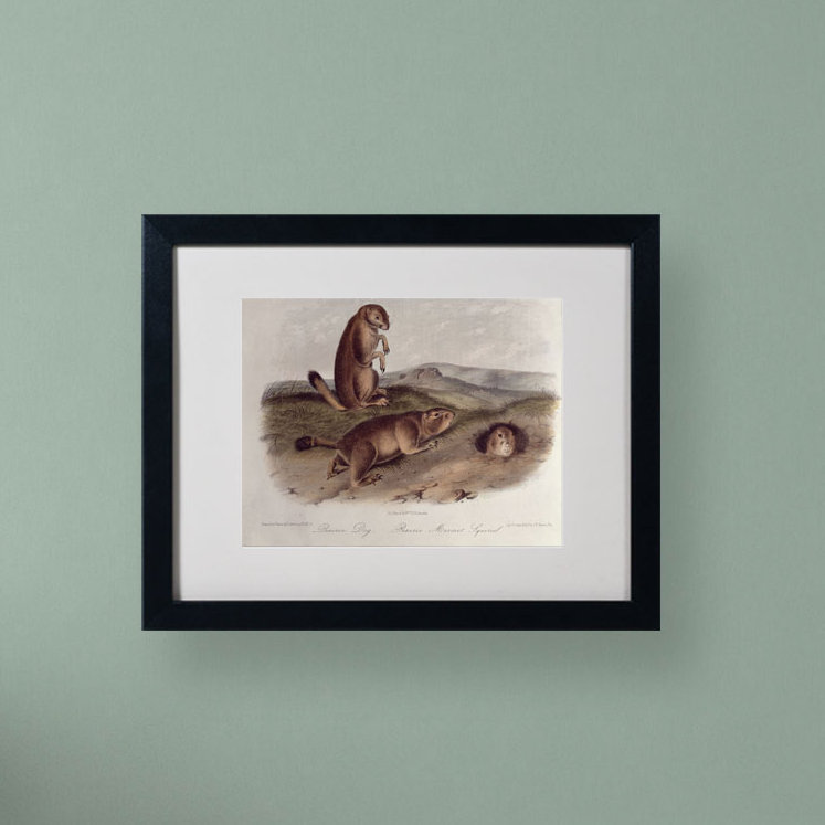 «Prairie Dog» par John James Audubon - reproduction d'art sur toile, H 11 po x l 14 po x P 0,5 po, Noir