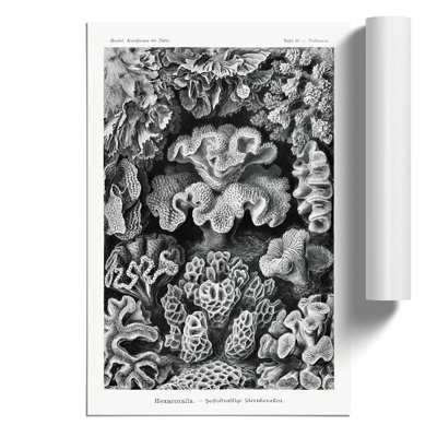 Hexacorallia Coral Vol.2 - No Frame Print