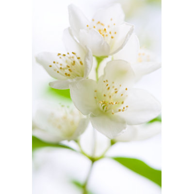 Jasmine Flower by Letty17 - Print