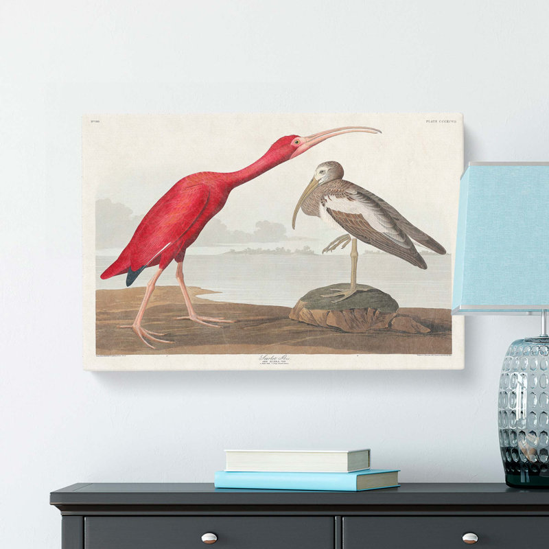 Ibis Bird by John Audubon - Wrapped Canvas, 40cm H x 60cm W x 3cm D