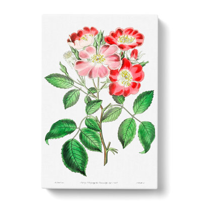 Pink Rose Clare Flowers - Wrapped Canvas