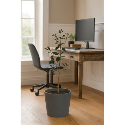 Robin Round Bucket Planter, Contemporary Concrete Effect, Round Indoor and Outdoor Plant Pot with Drainage Hole