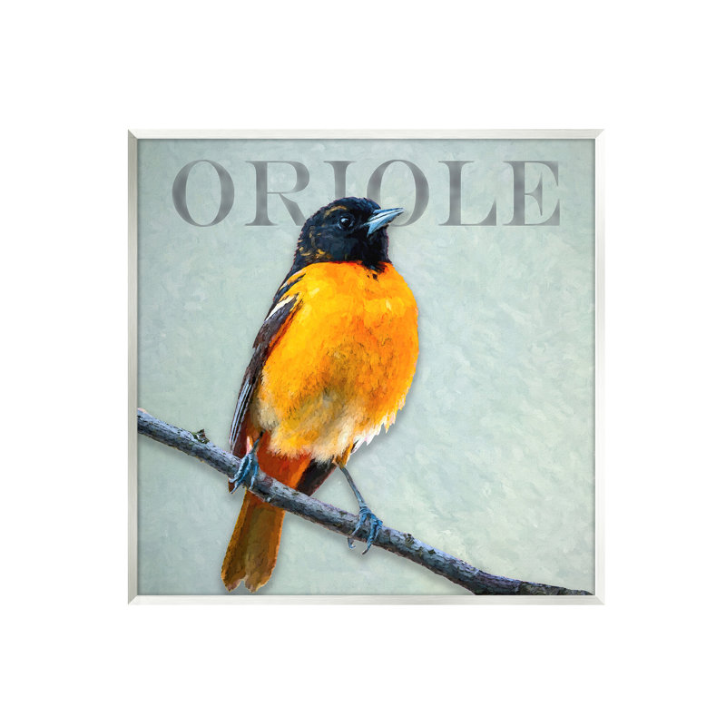 Portrait détaillé d'un oiseau Oriole perché par Alpenglow Workshop - impression sur panneau de fibres à densité moyenne