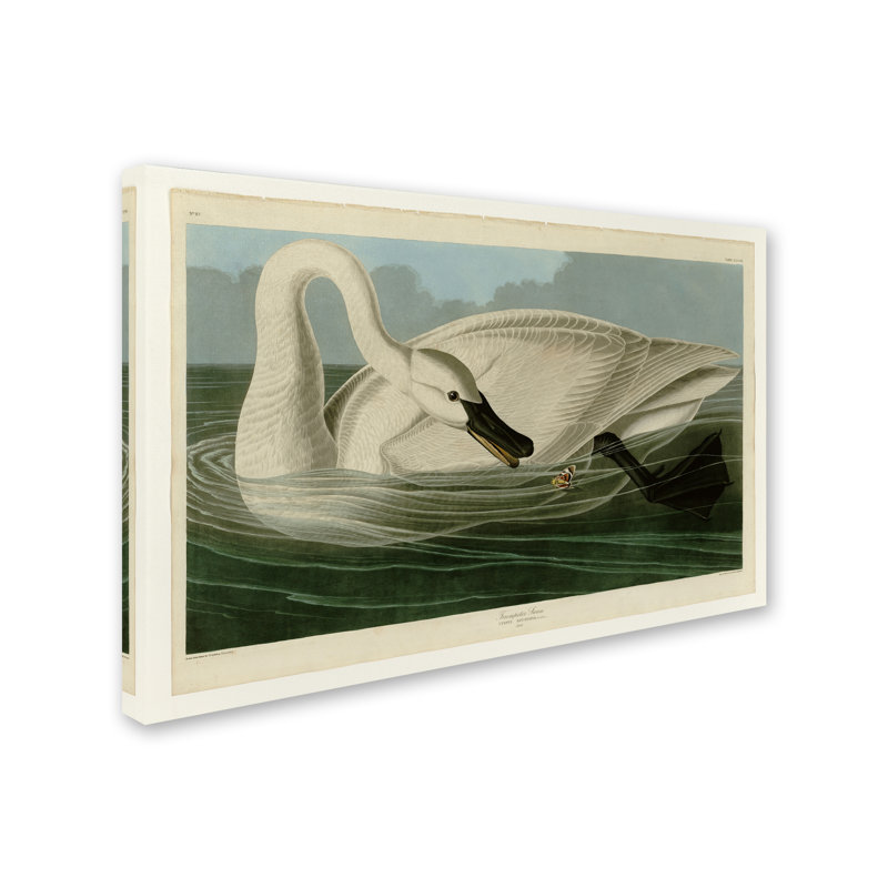 « trompette swanplate 406 », reproduction sur toile tendue, H 22 po x l 32 po