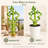 Spiral Lucky Bamboo