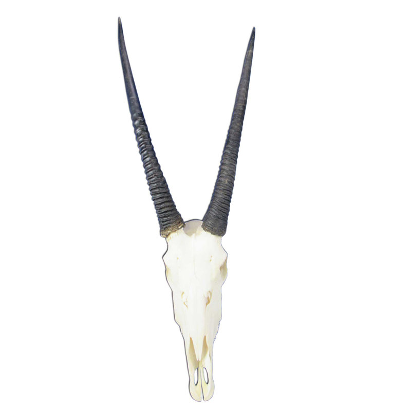 Crâne d'antilope Hadji
