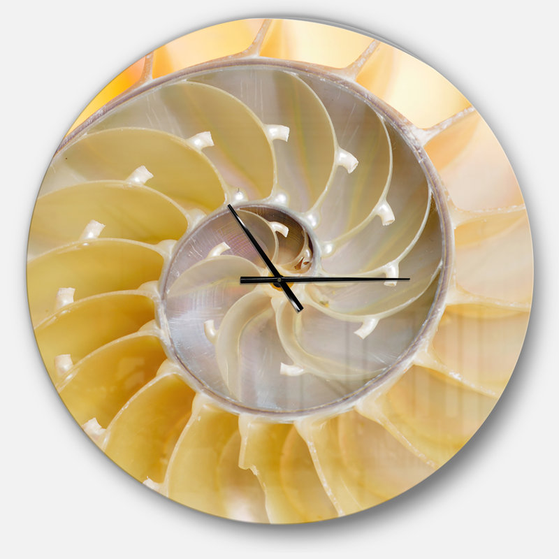 Coquille Nautilus isolée - horloge murale moderne, Grand