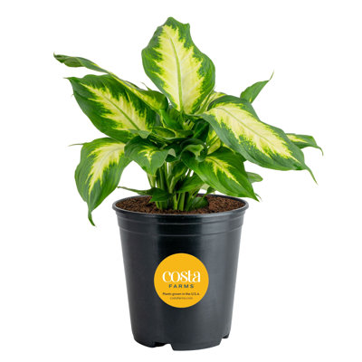 Dumb Cane in Nursery Pot