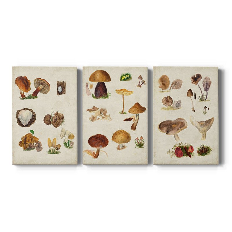 Mushroom Species I - Toile tendue sur mesure avec châssis - 3 pièces, H 12 po x l 24 po