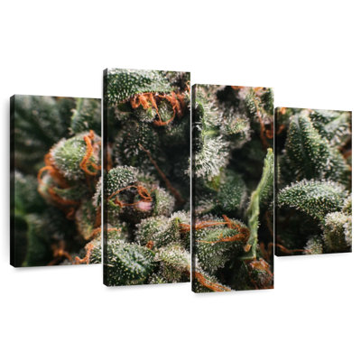 Harnek Cannabis Glandular Trichomes