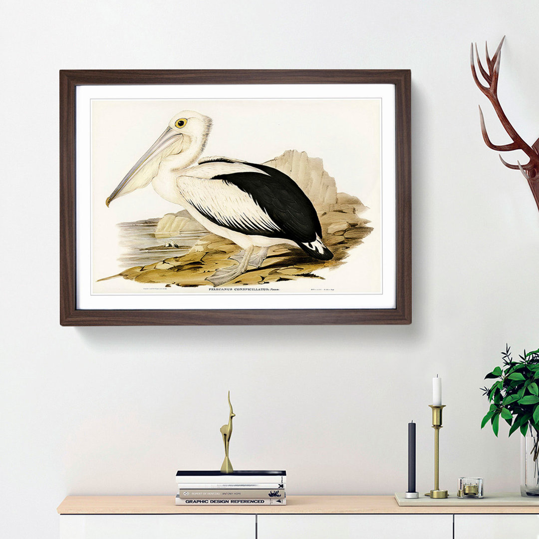 Australian Pelican by Elizabeth Gould - Framed Print