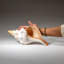 Genuine Horse Conch Shell (2 Lbs)