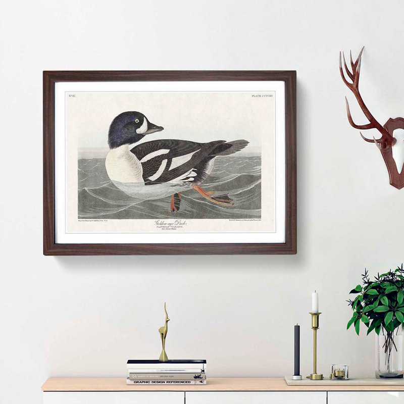 Golden-Eye Duck by John James Audubon - Picture Frame Art Print, Walnut Framed, 27cm H x 36cm W x 2cm D