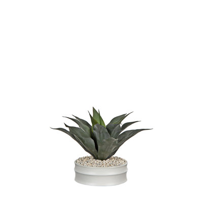 Striped Agave in Armonica Planter