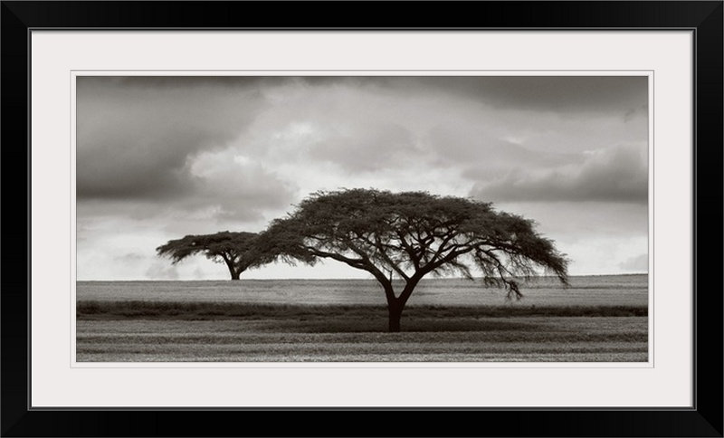 «Acacia Trees» par Jorge Llovet, reproduction de photo, H 20 po x l 32 po x p 1 po, Cadre noir