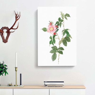 Dog Rose In Pink by Pierre-Joseph Redoute - Wrapped Canvas