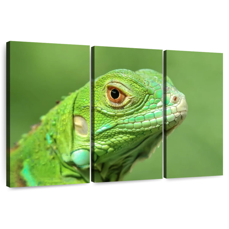 Green Lizard Closeup, 24" H x 38" W