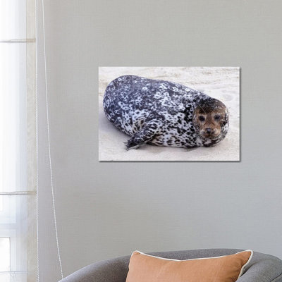 Spot 1 Piece Wrapped Canvas Wall Art