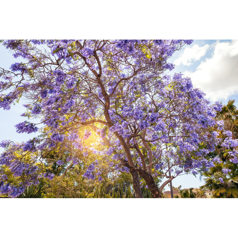 Jacaranda - photographie sur toile, H 8 po x l 12 po