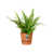 Ginger Brown is out of stock selected