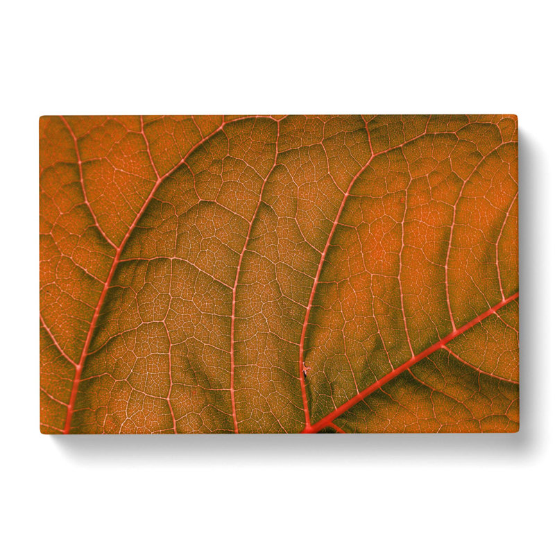Leaf Veins - Wrapped Canvas Print, 35cm H x 50cm W x 3cm D