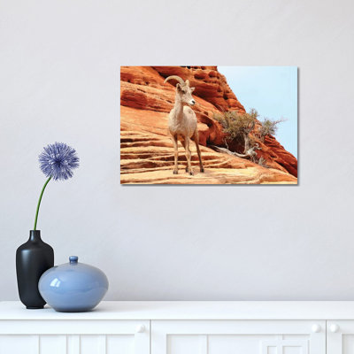 Desert Sheep by Brian Wolf - Wrapped Canvas Print