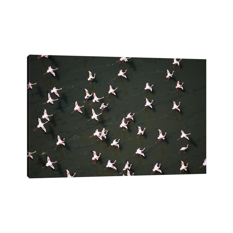 Lesser Flamingo Flock Taking Flight From The Surface Of A Lake, Kenya II by Tim Fitzharris - Gallery-Wrapped Canvas Giclée on Canvas