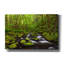 «Where the Green Grows» par Darren White, art mural sur toile-16271703
