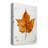 " Autumn Leaf Study I "-1078631048