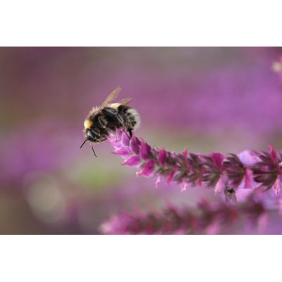 Ailis Salvia and Bee 1 Piece Wrapped Canvas Wall Art