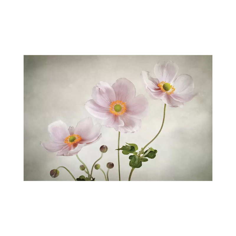 Anemones 1 Piece Wrapped Canvas Painting, 101.6 cm H x 66.04 cm W x 3.175 cm D